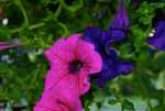 DSC00678.jpg