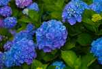 DSC00680.jpg
