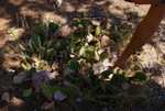 DSC02915.jpg