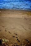 Highlight for Album: The North Shore