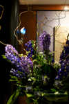 DSC00407.jpg